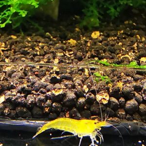 YELLOW KING KONG - 1.0 CM